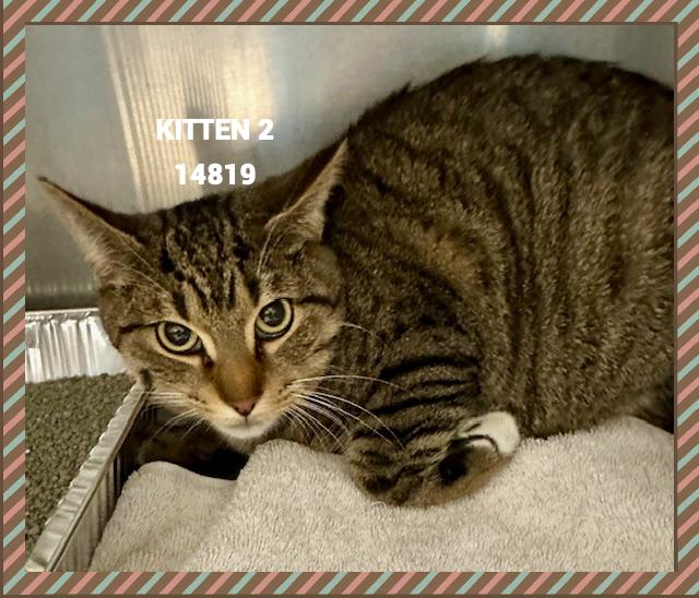 Enlarge KITTEN 2, a Adoptable mixed breed in Marietta, GA image 2/3