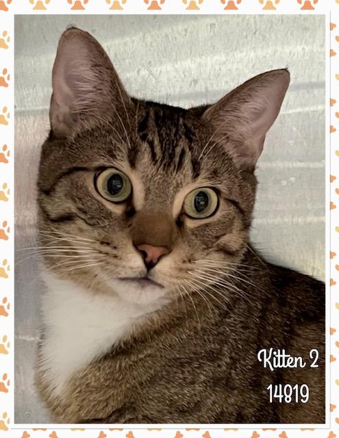 KITTEN 2 (R), an adopted mixed breed in Marietta, GA image 4/4