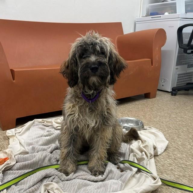 BASS, Adoptable, Young Female Wheaten Terrier & Mixed Breed.