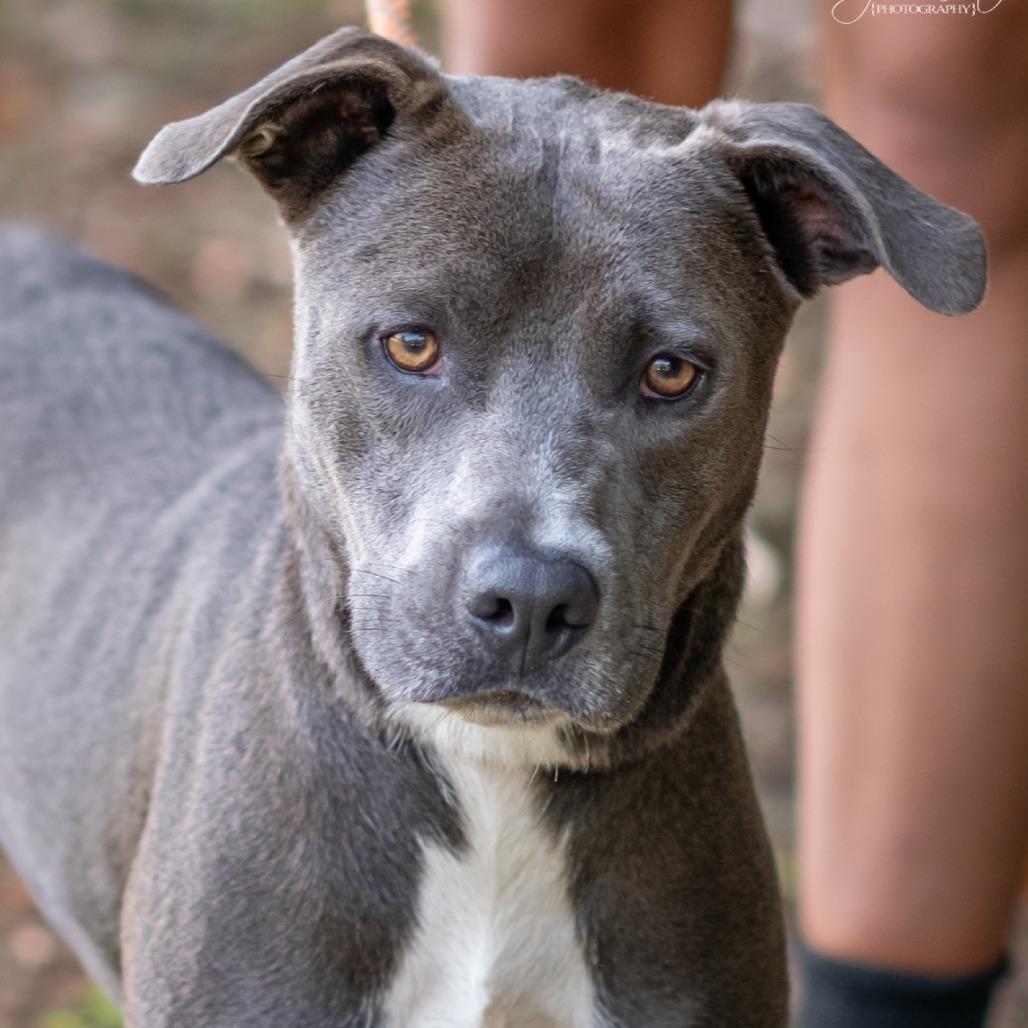 Enlarge RYKER-31062, a Adoptable Pit Bull Terrier in Bartlett, TN image 1/2