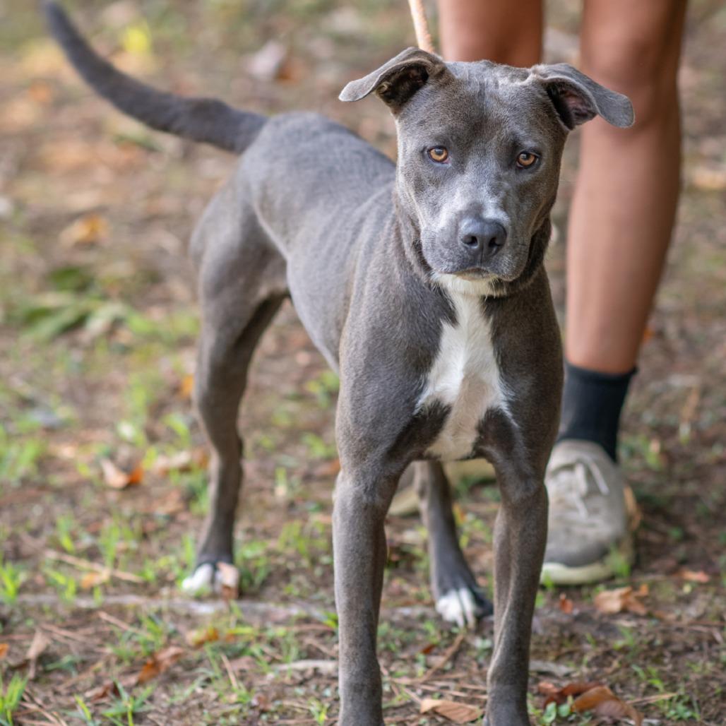 Enlarge RYKER-31062, a Adoptable Pit Bull Terrier in Bartlett, TN image 2/2