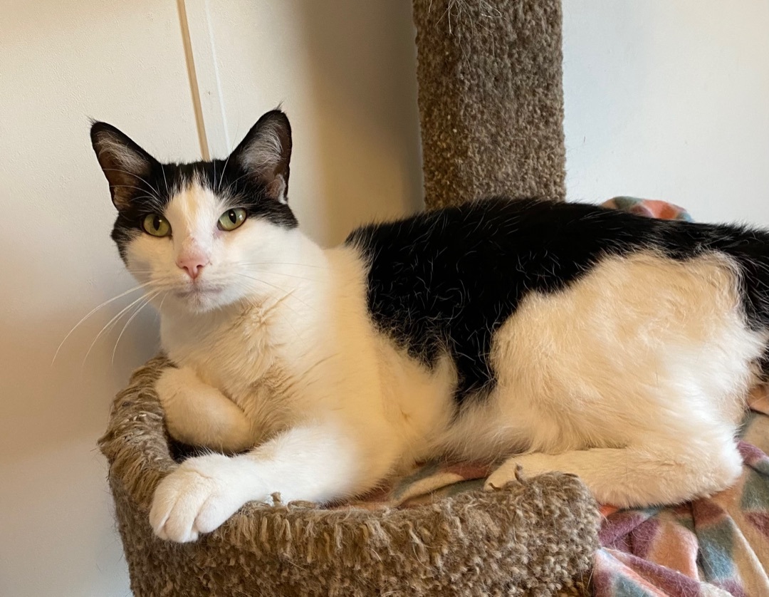 Lucky , Adoptable, Adult Male Domestic Short Hair.