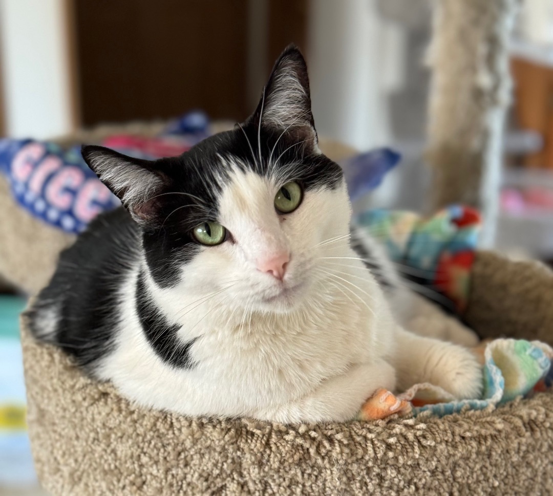 Lucky , a Adoptable Domestic Short Hair in Goshen, IN image 2/12