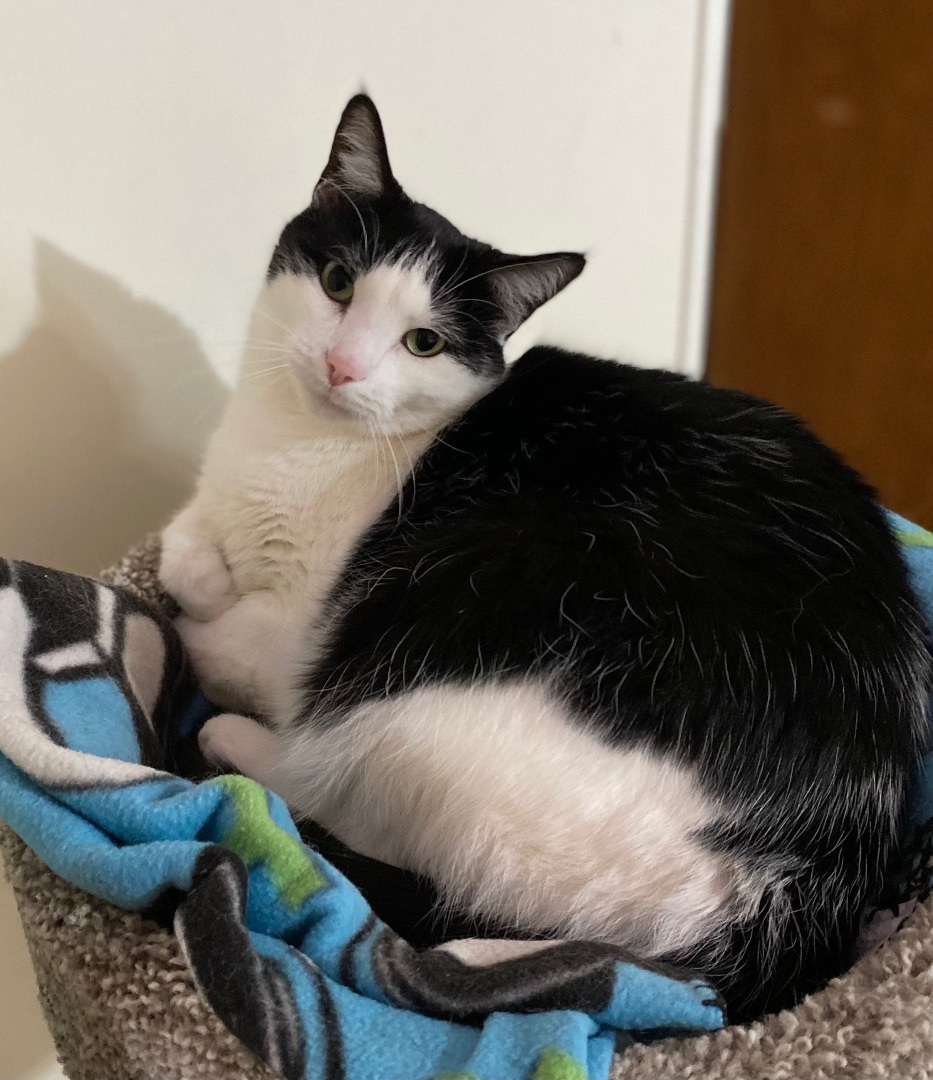 Lucky , a Adoptable Domestic Short Hair in Goshen, IN image 3/12