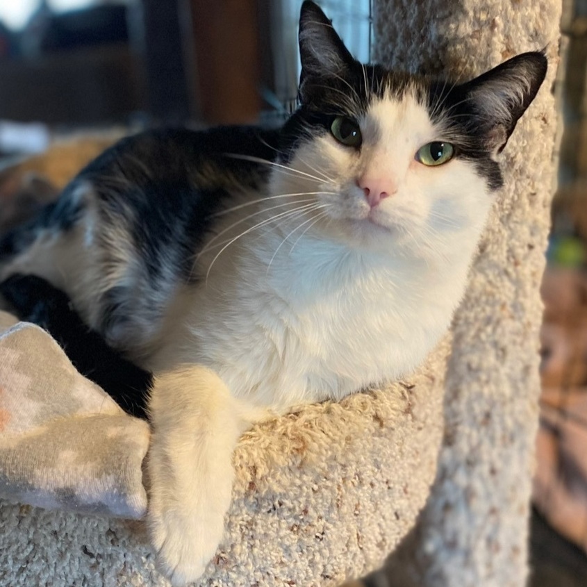 Lucky , a Adoptable Domestic Short Hair in Goshen, IN image 4/12