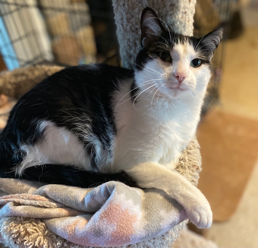 Lucky , a Adoptable Domestic Short Hair in Goshen, IN image 5/12