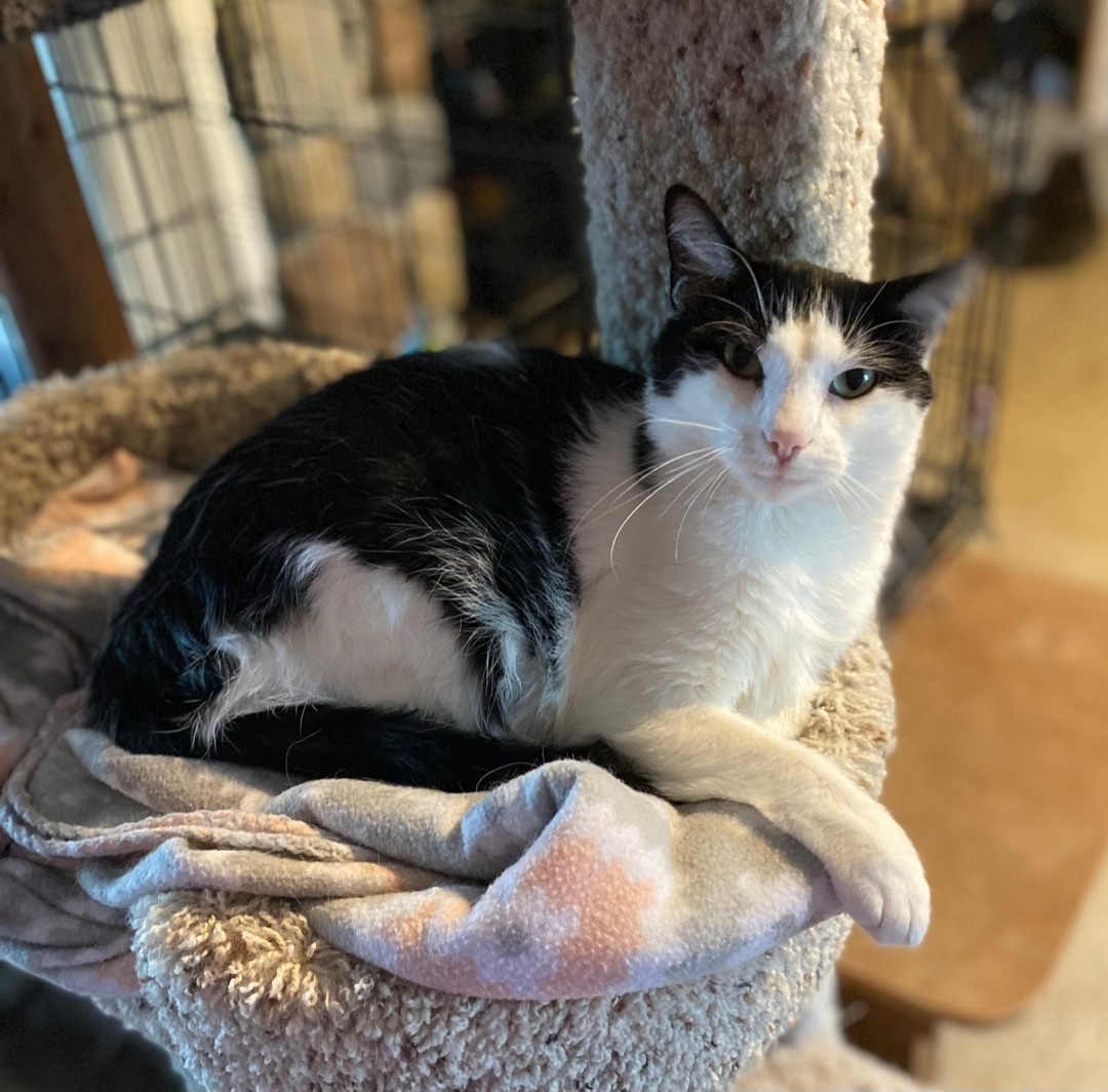 Lucky , a Adoptable Domestic Short Hair in Goshen, IN image 6/12