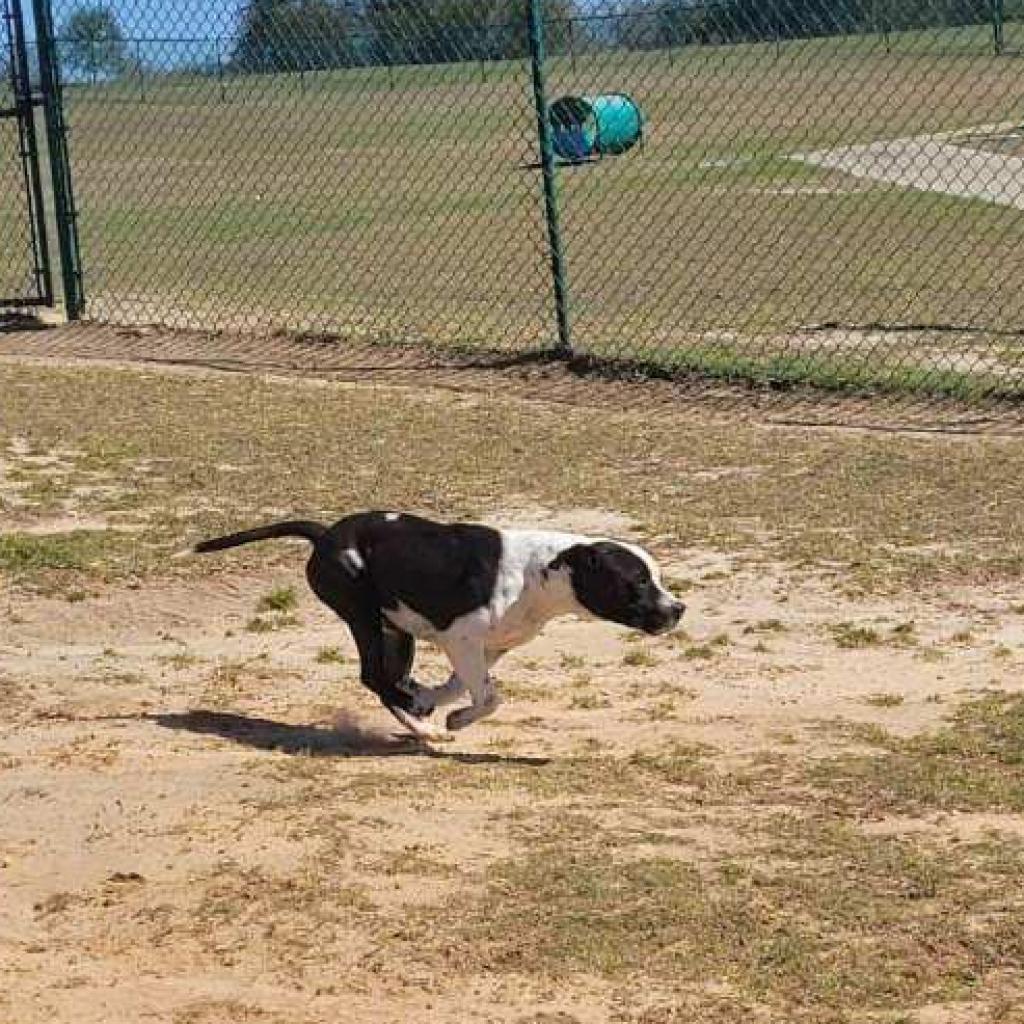 Thumper, Adoptable, Adult Male American Staffordshire Terrier.