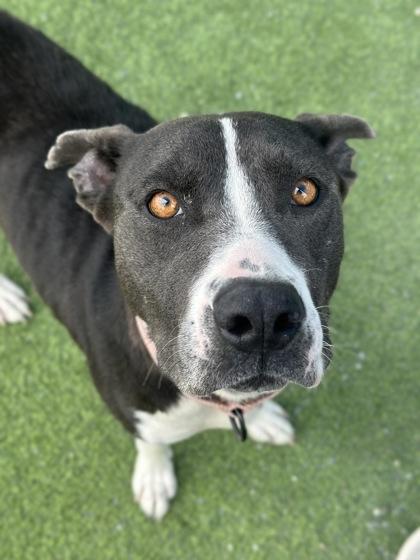 Enlarge Carousel, a Adoptable mixed breed in Fresno, CA image 1/3