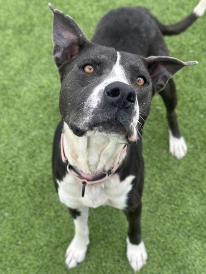 Enlarge Carousel, a Adoptable mixed breed in Fresno, CA image 2/3