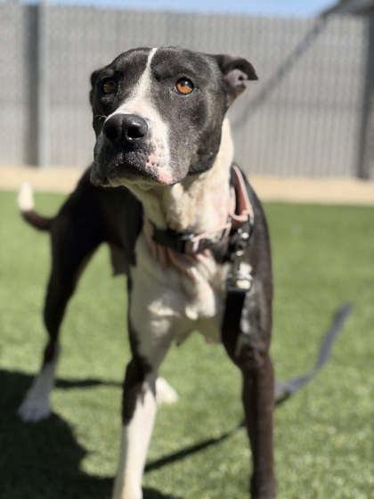 Enlarge Carousel, a Adoptable mixed breed in Fresno, CA image 3/3