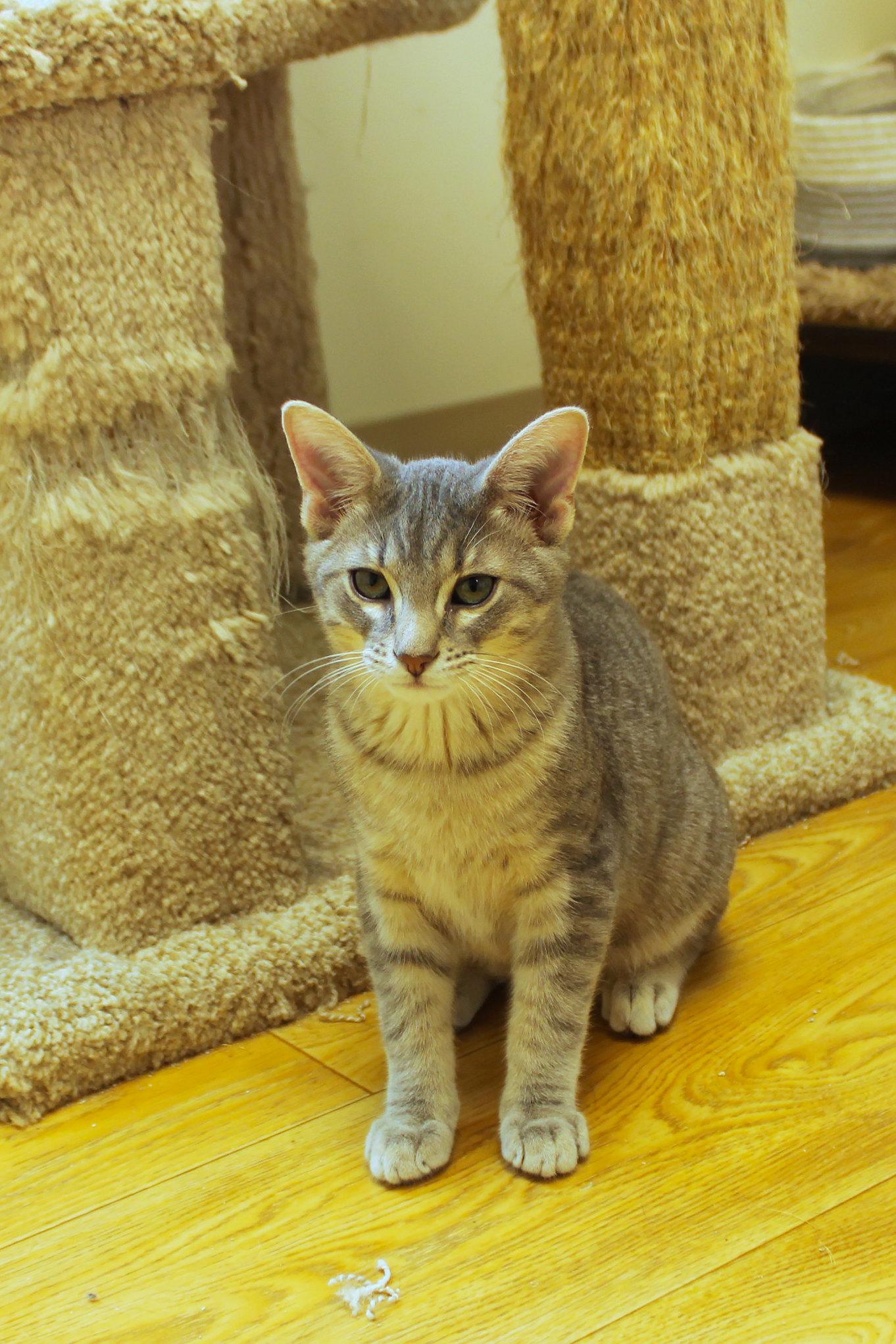 Enlarge Crash, a ADOPTABLE Domestic Short Hair in Urbana, OH image 3/6