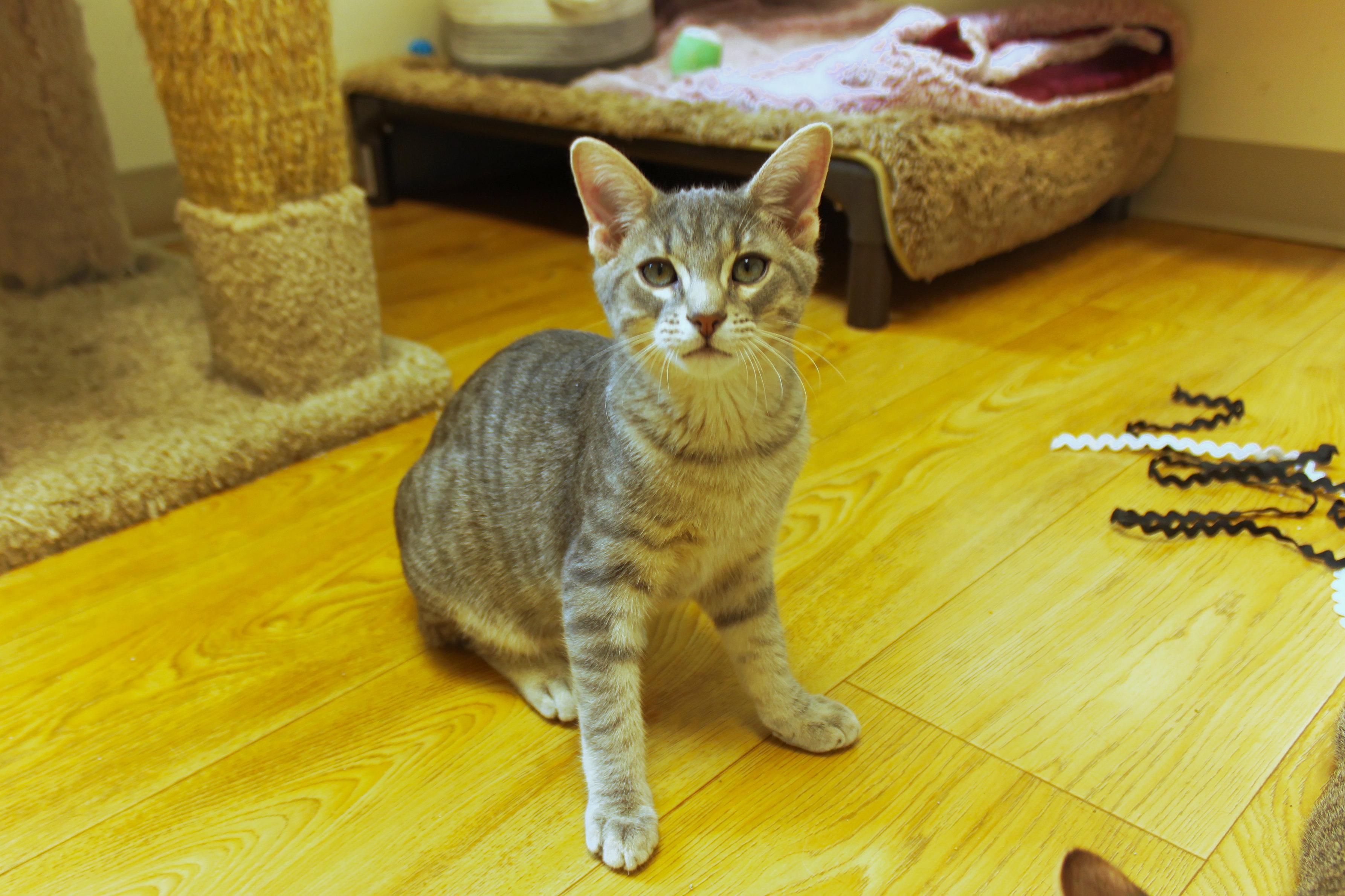 Enlarge Crash, a ADOPTABLE Domestic Short Hair in Urbana, OH image 2/6
