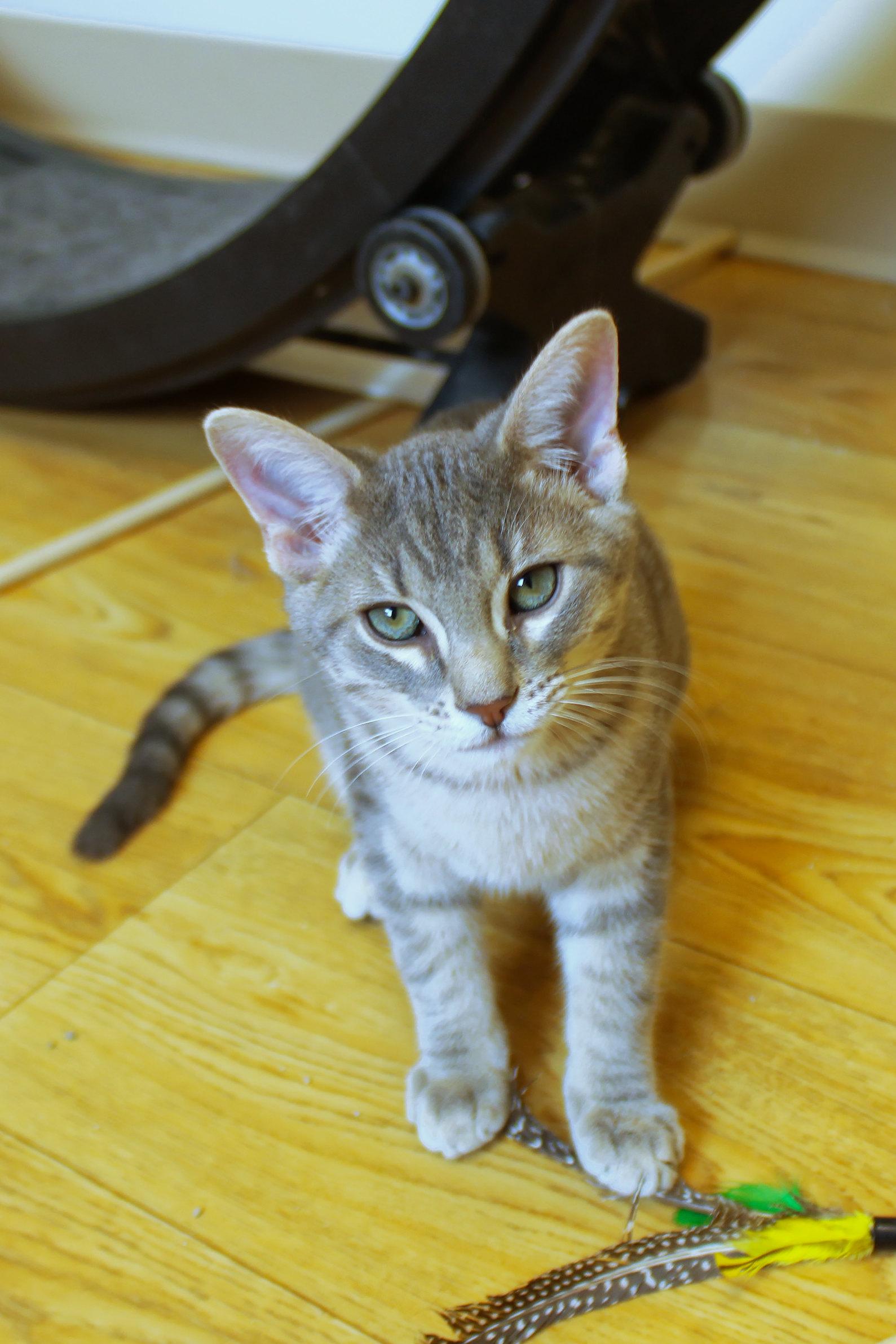 Enlarge Crash, a ADOPTABLE Domestic Short Hair in Urbana, OH image 5/6