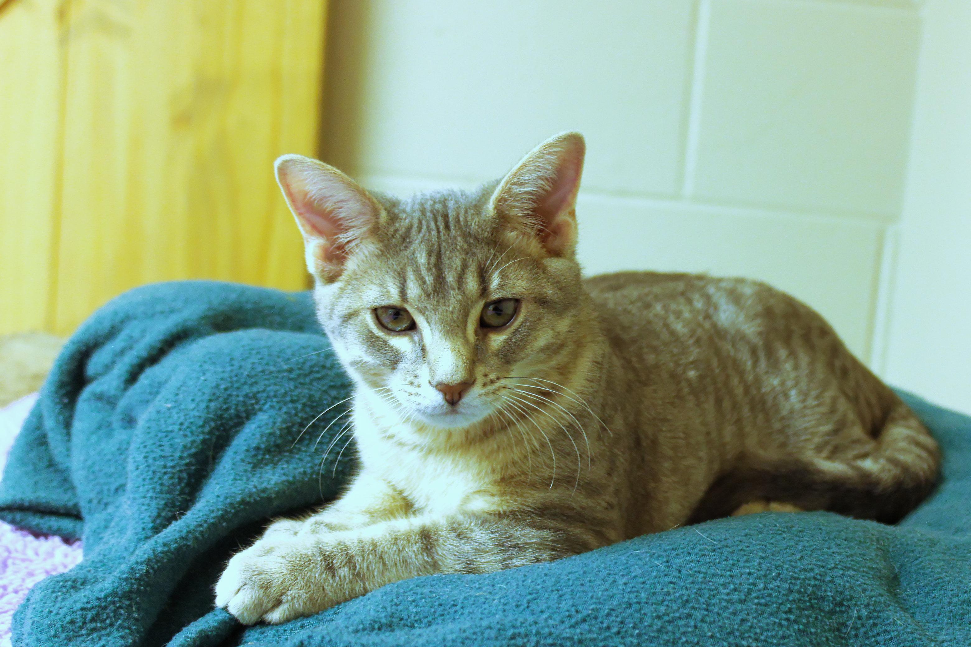 Enlarge Crash, a ADOPTABLE Domestic Short Hair in Urbana, OH image 4/6
