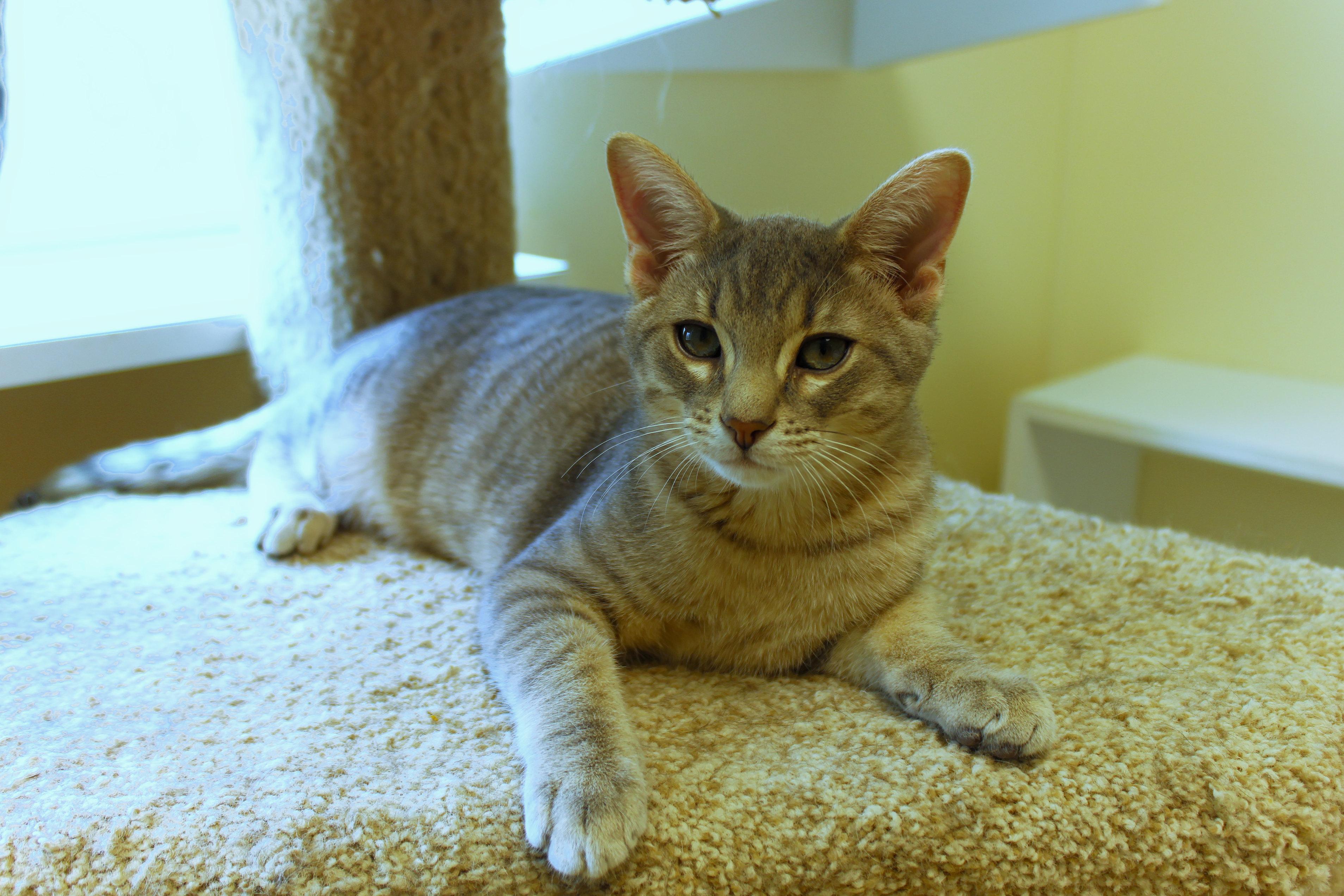 Enlarge Crash, a ADOPTABLE Domestic Short Hair in Urbana, OH image 6/6