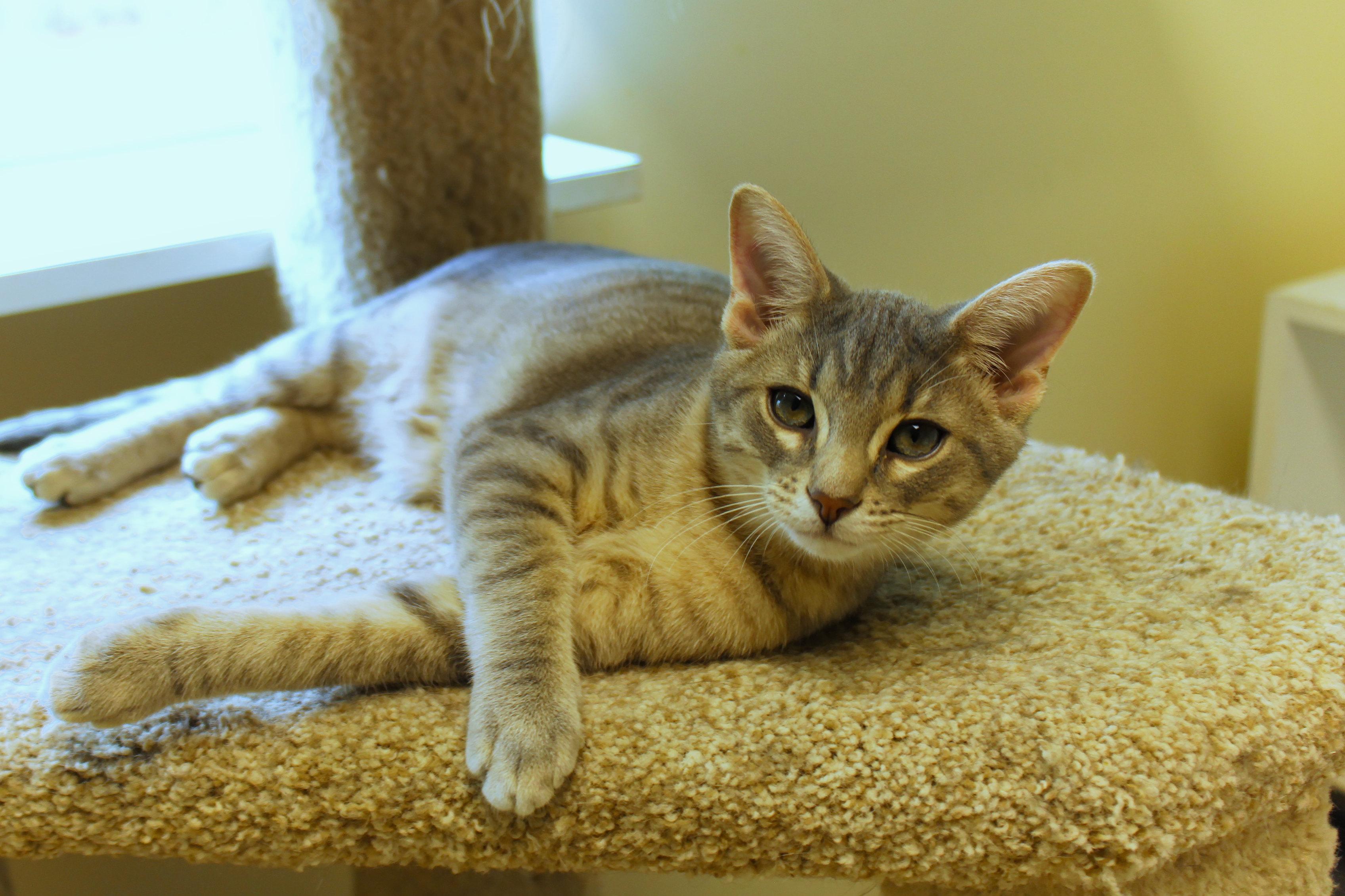 Enlarge Crash, a ADOPTABLE Domestic Short Hair in Urbana, OH image 1/6