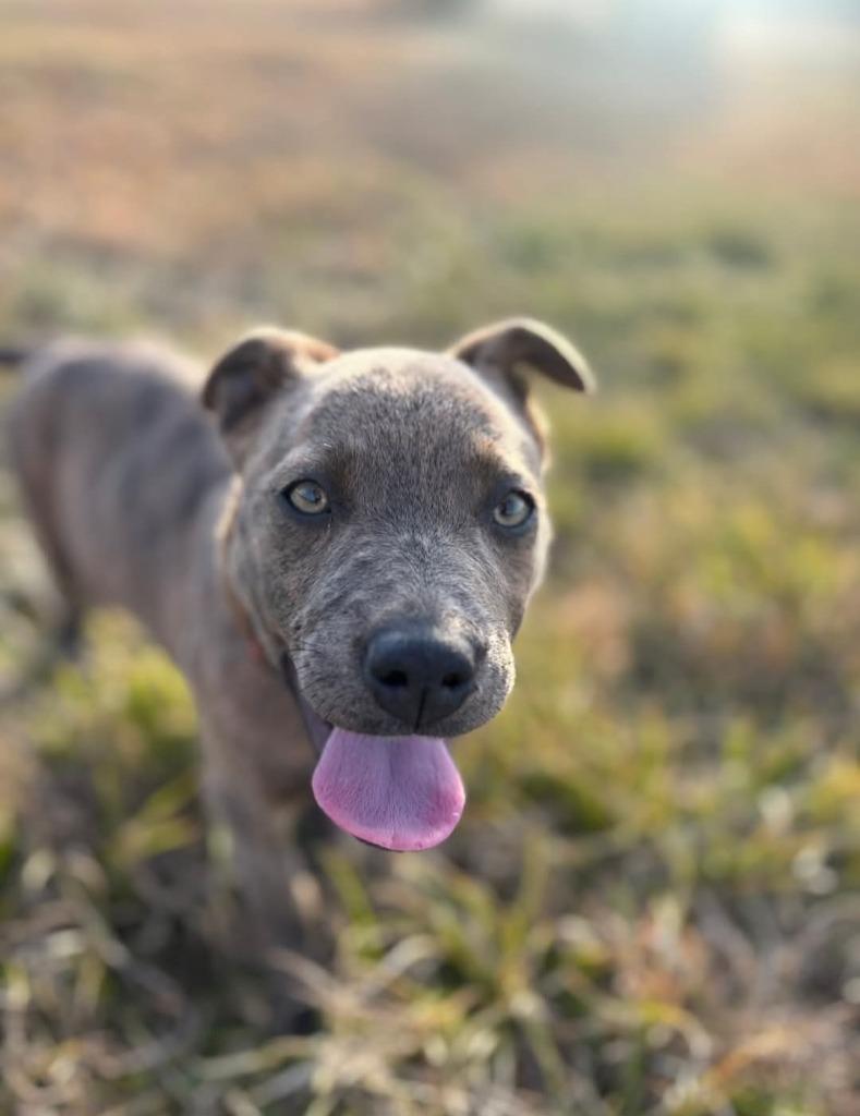 Xena, Adoptable, Puppy Female Pit Bull Terrier & Mountain Cur.