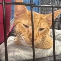 Tango, adopted, Young Male Domestic Short Hair.