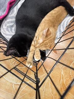 Tango, an adopted Domestic Short Hair in Louisville, KY image 2/2