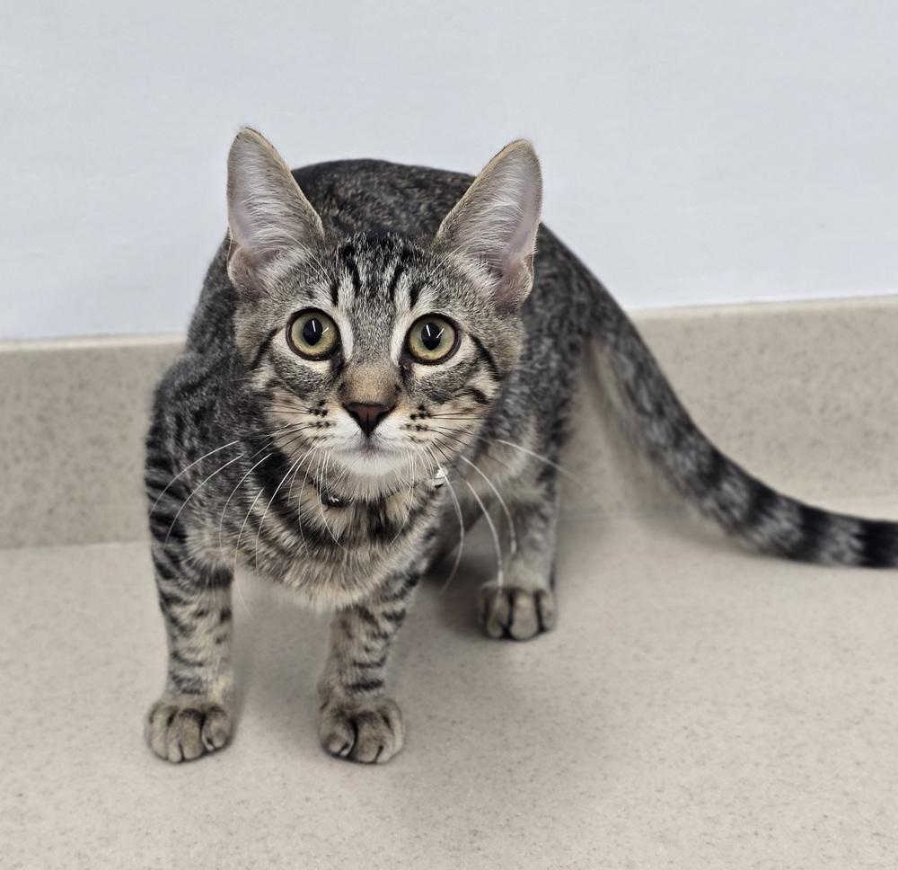 Enlarge Jessie, a Adoptable mixed breed in Sedalia, CO image 5/5