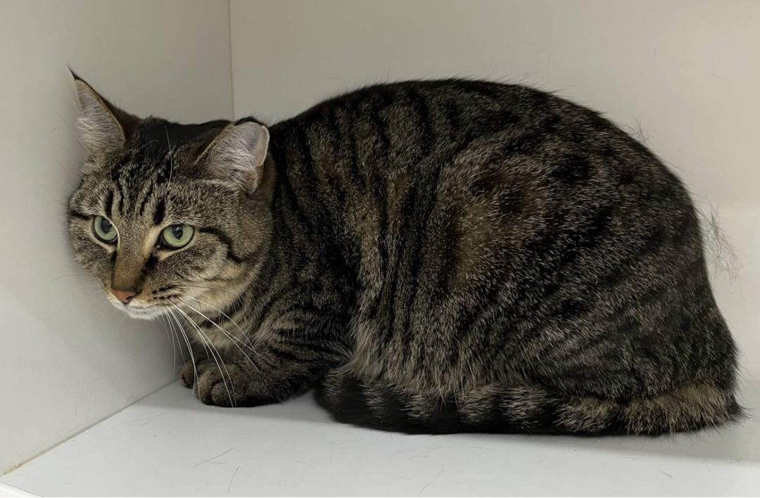 Shadow, a Adoptable Domestic Short Hair in Wadsworth, OH image 1/2