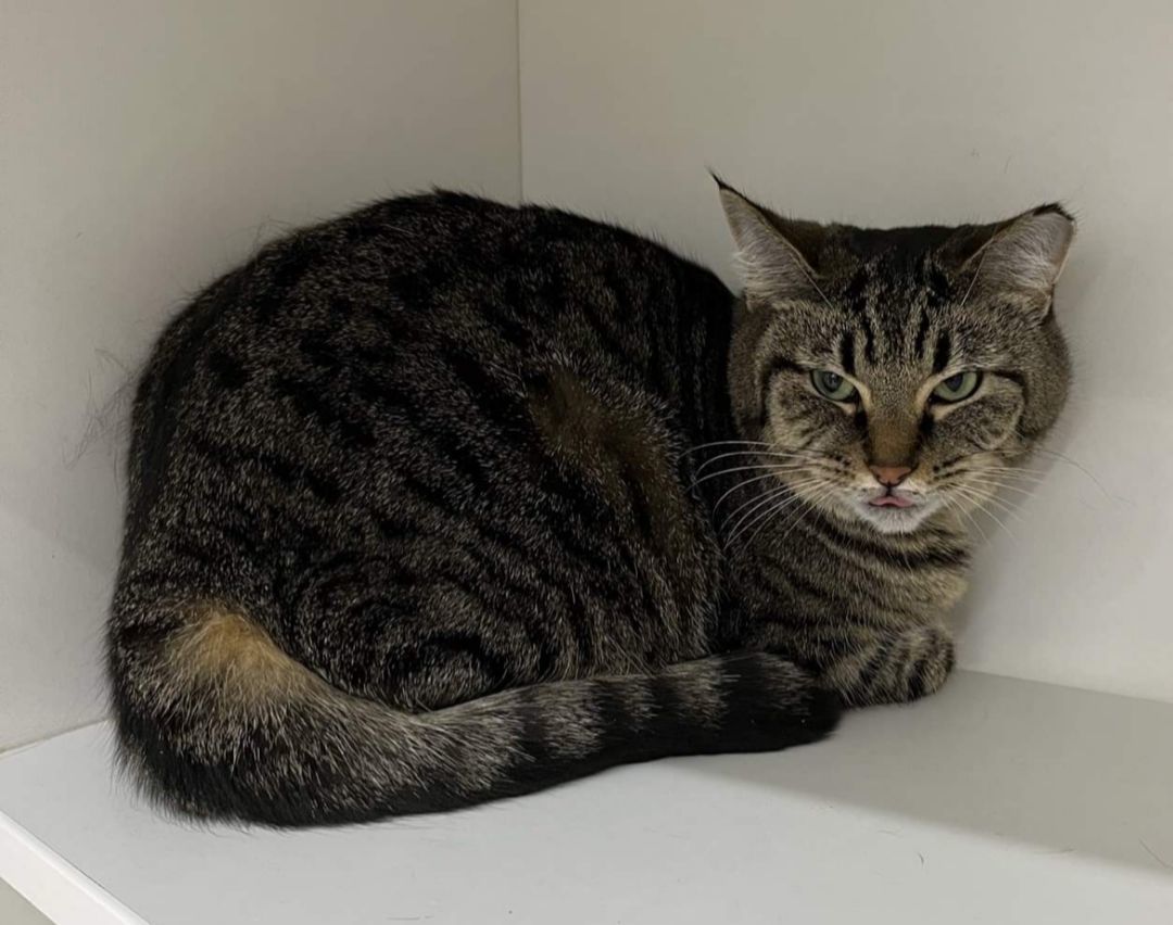 Shadow, a Adoptable Domestic Short Hair in Wadsworth, OH image 2/2