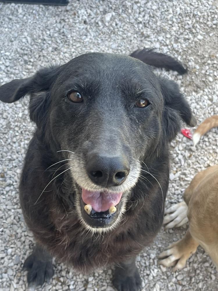 Kendall, Adoptable, Adult Female Flat-Coated Retriever.