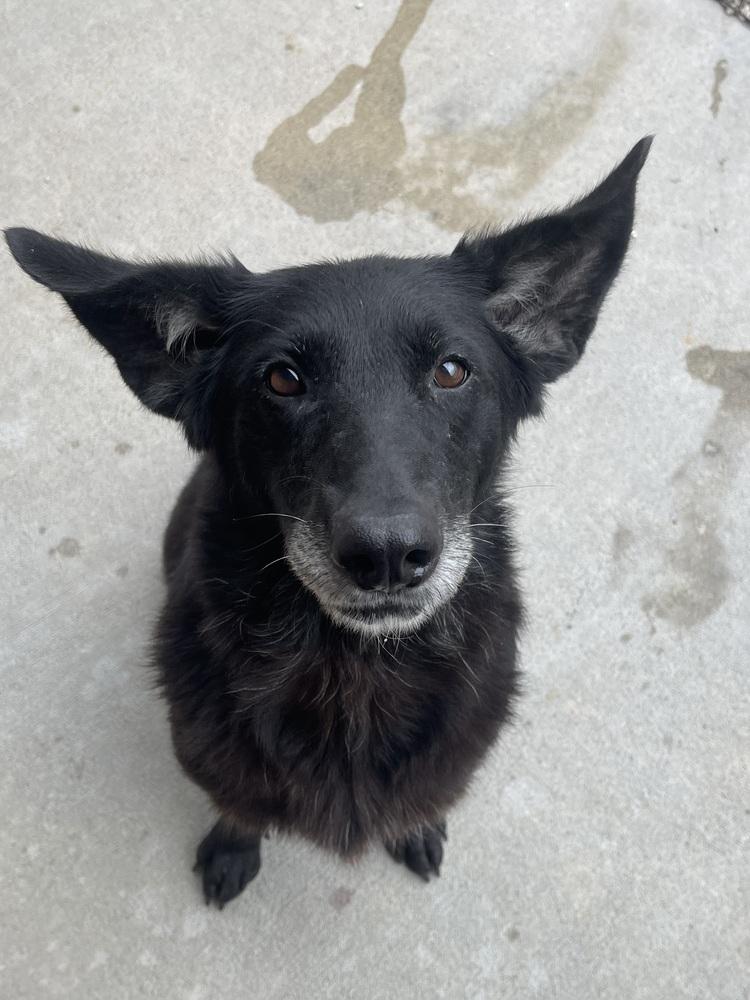 Kendall, a Adoptable mixed breed in Bolivar, MO image 1/3