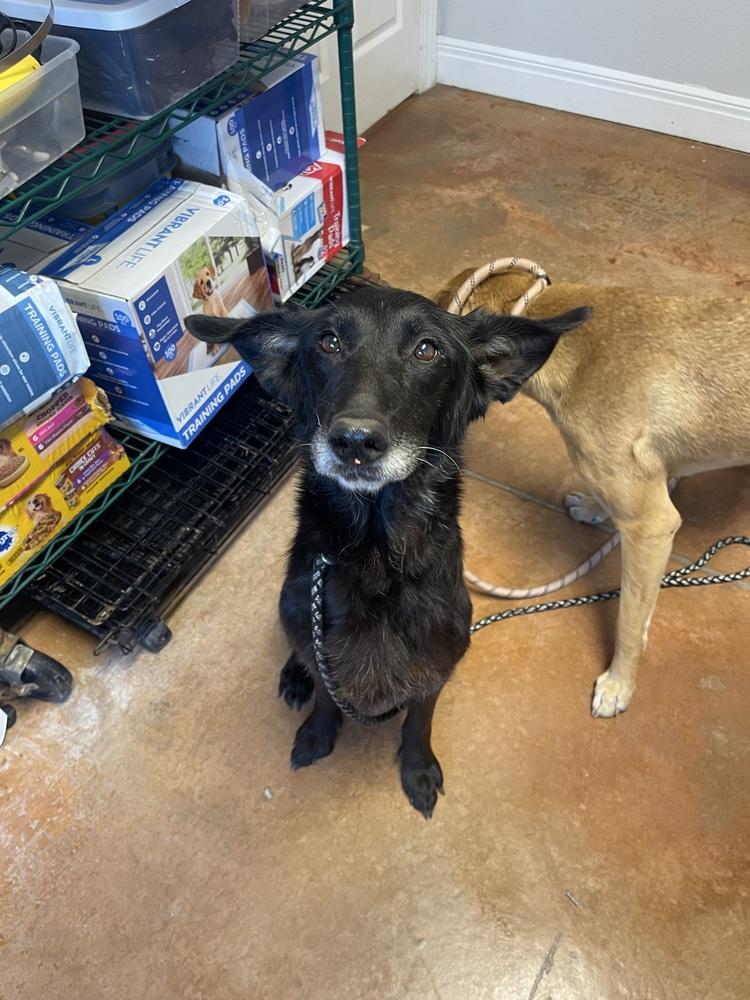 Kendall, a Adoptable mixed breed in Bolivar, MO image 2/3