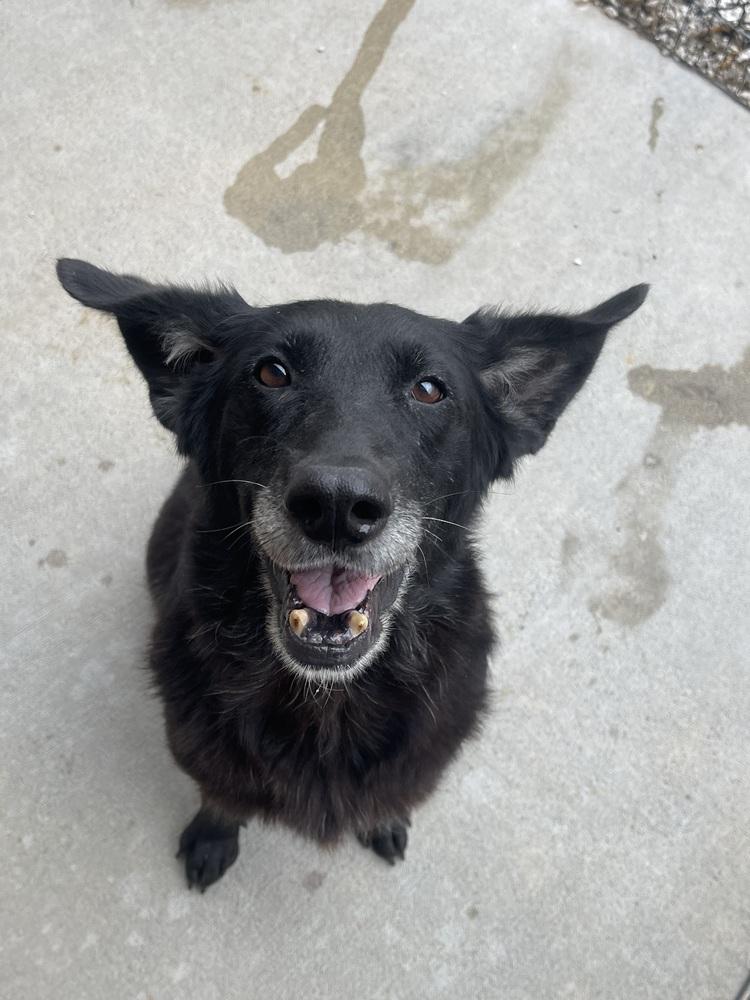 Kendall, a Adoptable mixed breed in Bolivar, MO image 3/3