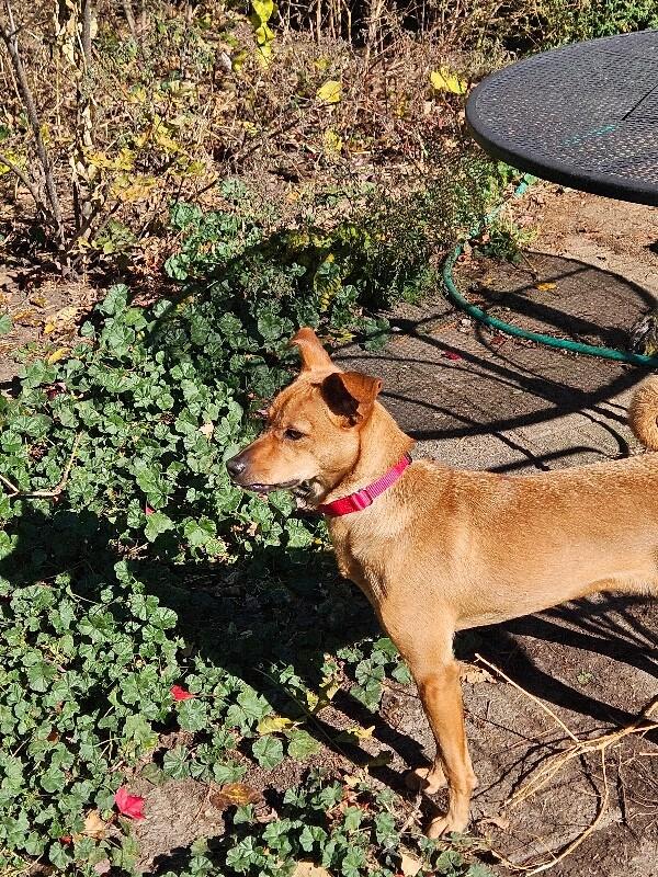 Shelby, a Adoptable Terrier in Alma, WI image 1/6