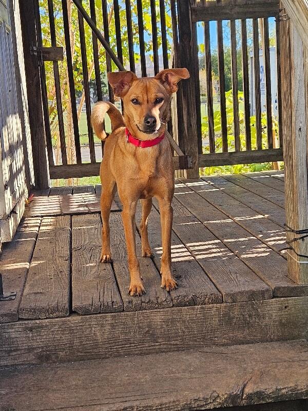 Shelby, a Adoptable Terrier in Alma, WI image 2/6