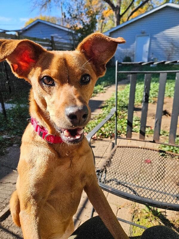 Shelby, a Adoptable Terrier in Alma, WI image 3/6