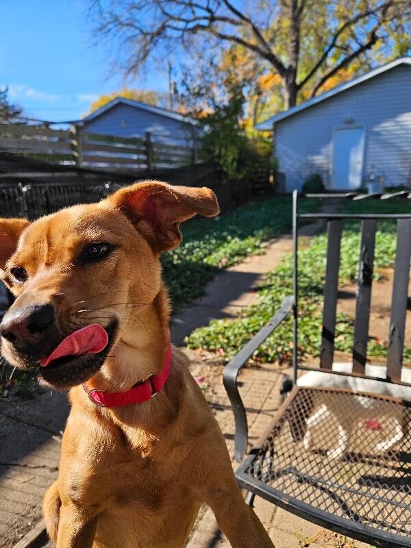 Shelby, a Adoptable Terrier in Alma, WI image 4/6