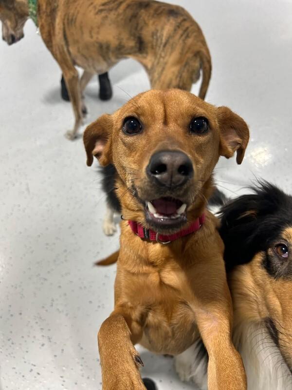 Enlarge Shelby, a Adoptable Terrier in Alma, WI image 3/6