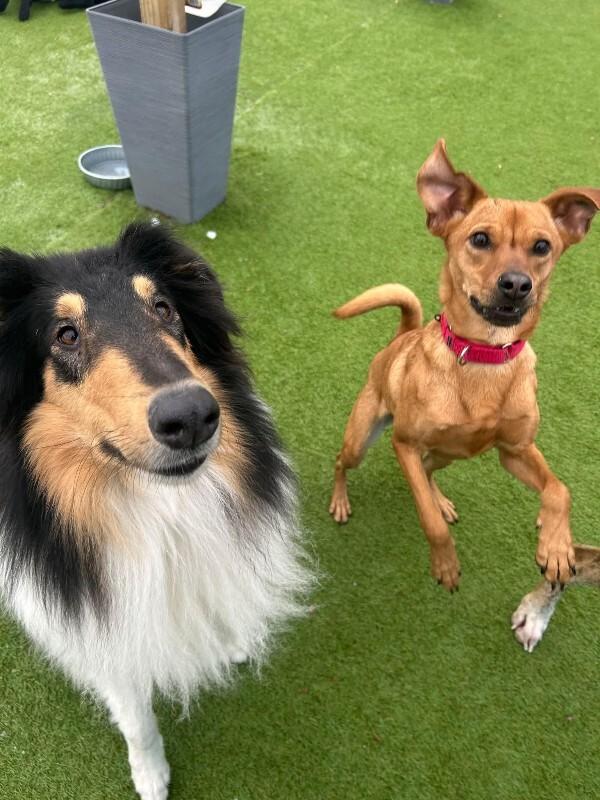 Enlarge Shelby, a Adoptable Terrier in Alma, WI image 4/6