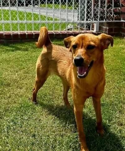 Shelby, a Adoptable Terrier in Alma, WI image 5/6