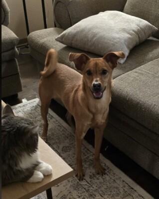 Enlarge Shelby, a Adoptable Terrier in Alma, WI image 5/6