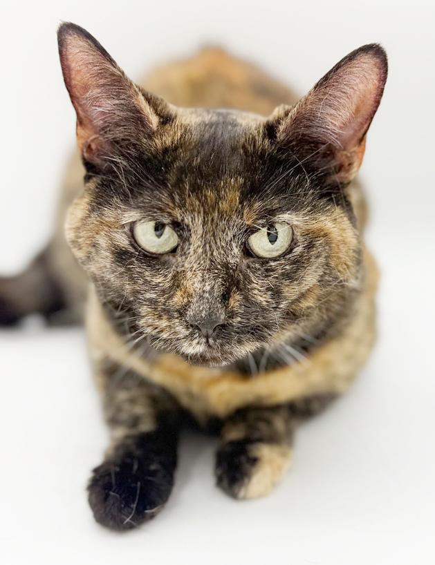 Enlarge Stella can't wait to be the love of your life!  Therapy sweet!  VIDEO!!, an adoptable Tortoiseshell in Bedford Hills, NY image 3/6