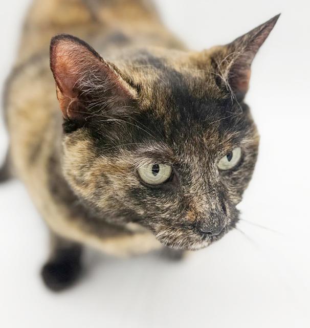 Enlarge Stella can't wait to be the love of your life!  Therapy sweet!  VIDEO!!, an adoptable Tortoiseshell in Bedford Hills, NY image 6/6