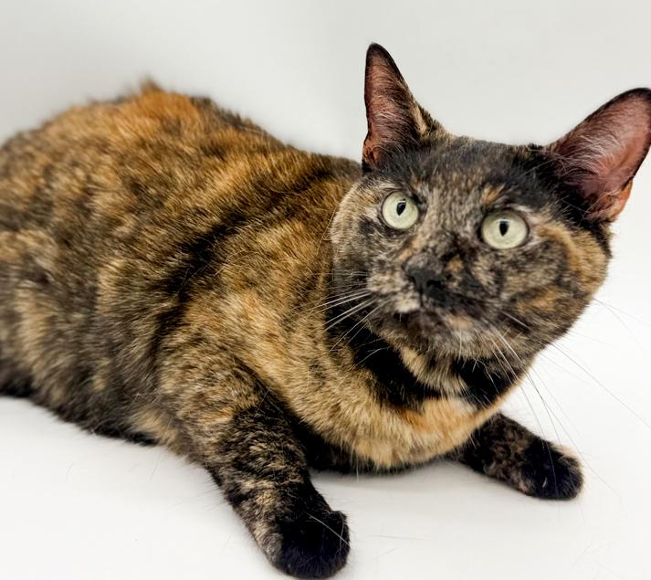 Enlarge Stella can't wait to be the love of your life!  Therapy sweet!  VIDEO!!, an adoptable Tortoiseshell in Bedford Hills, NY image 1/6