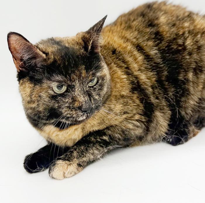 Enlarge Stella can't wait to be the love of your life!  Therapy sweet!  VIDEO!!, an adoptable Tortoiseshell in Bedford Hills, NY image 4/6