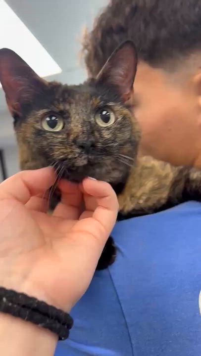Enlarge Stella can't wait to be the love of your life!  Therapy sweet!  VIDEO!!, an adoptable Tortoiseshell in Bedford Hills, NY video 5/6