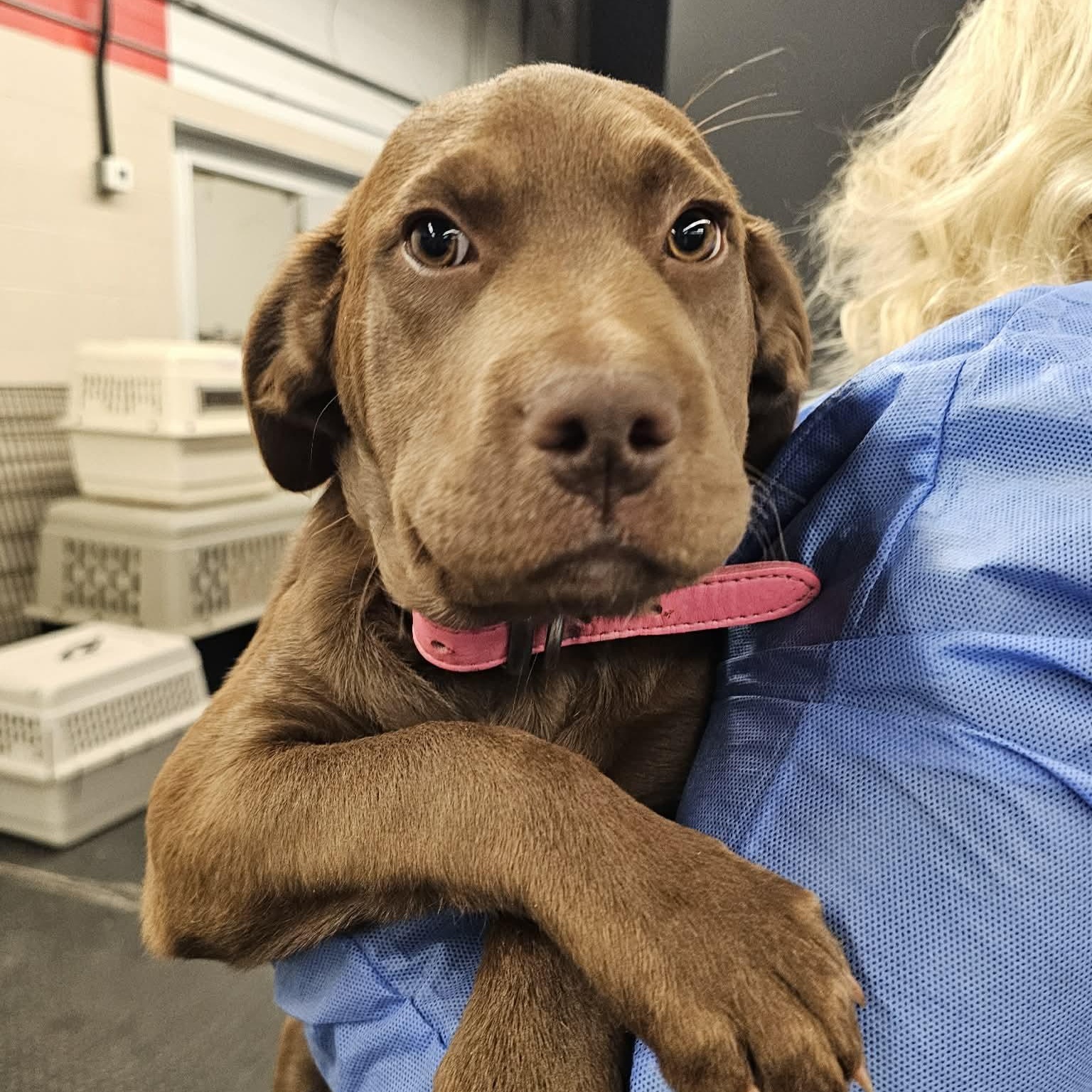 Regan, ADOPTABLE, Puppy Male Chocolate Labrador Retriever.