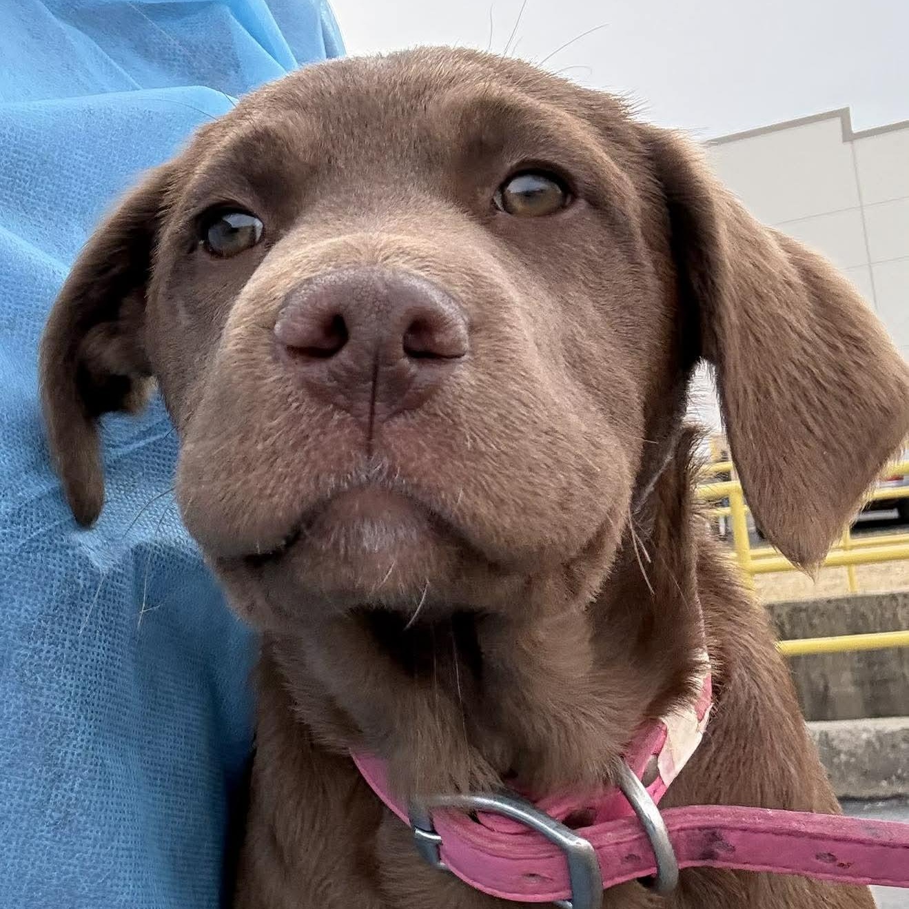 Regan, a ADOPTABLE mixed breed in Plainfield, IL image 3/3