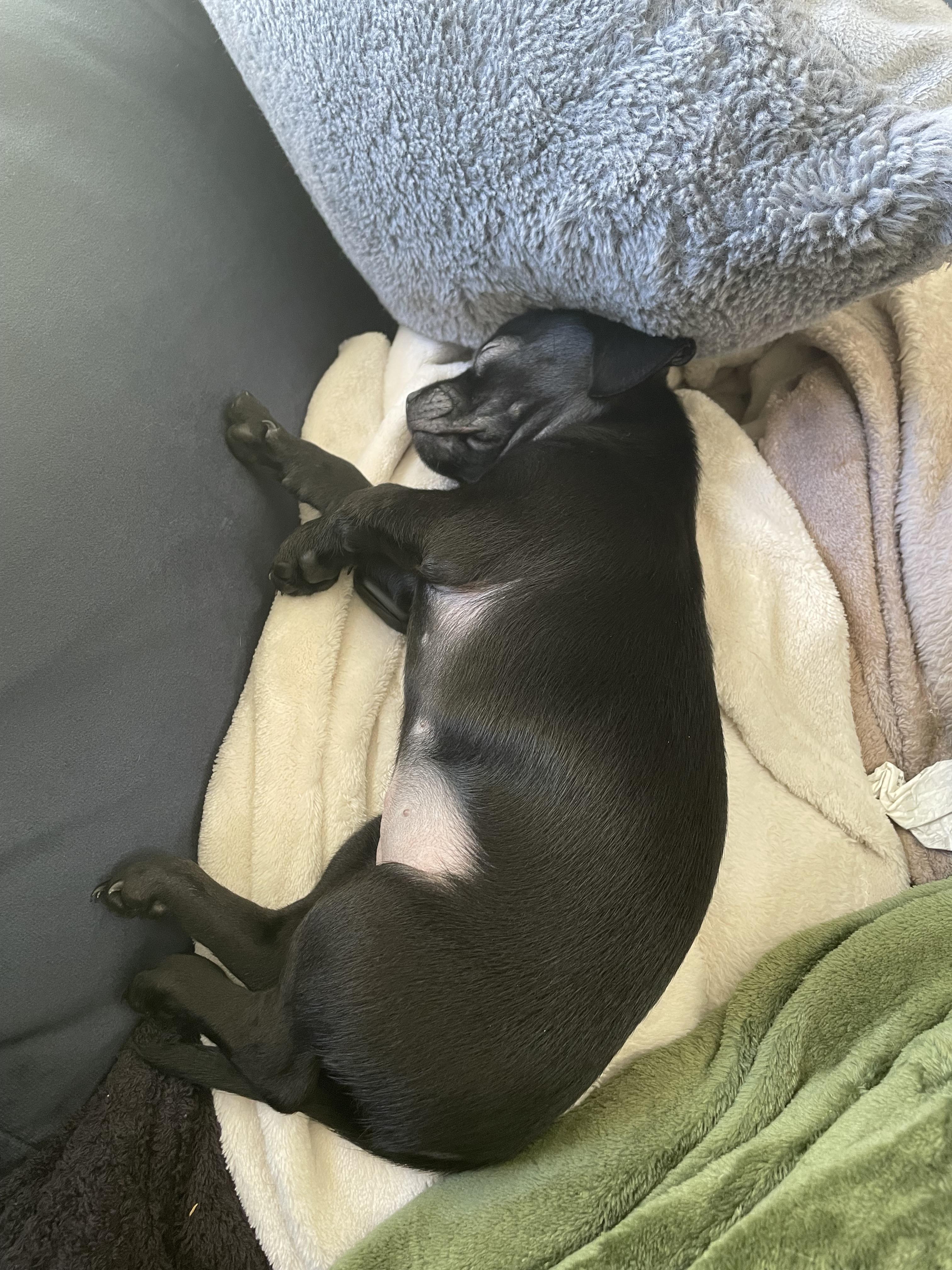 Enlarge Colada, a Adoptable mixed breed in Port Saint Lucie, FL image 3/6
