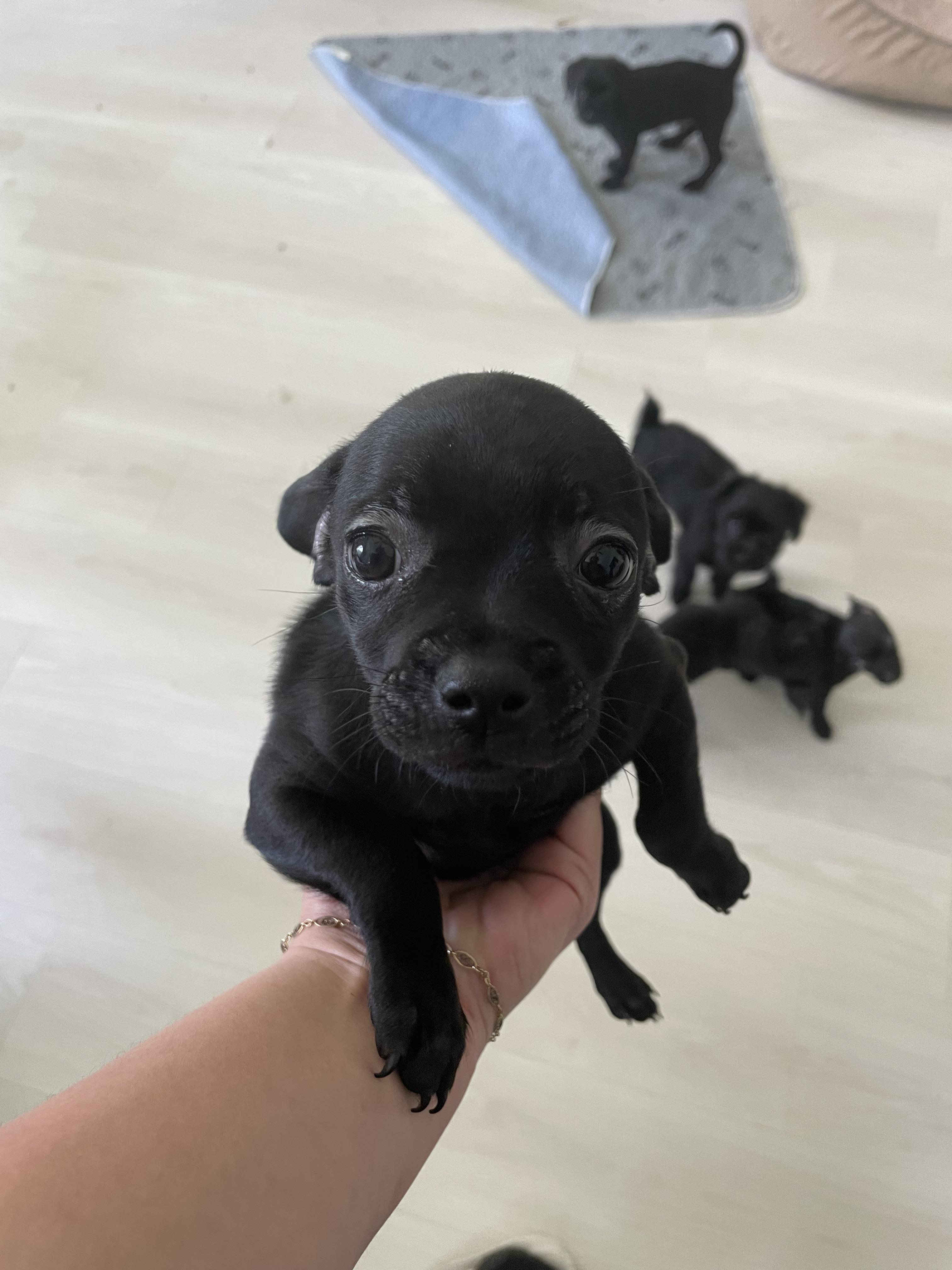 Colada, Adoptable, Puppy Female Wire Fox Terrier.