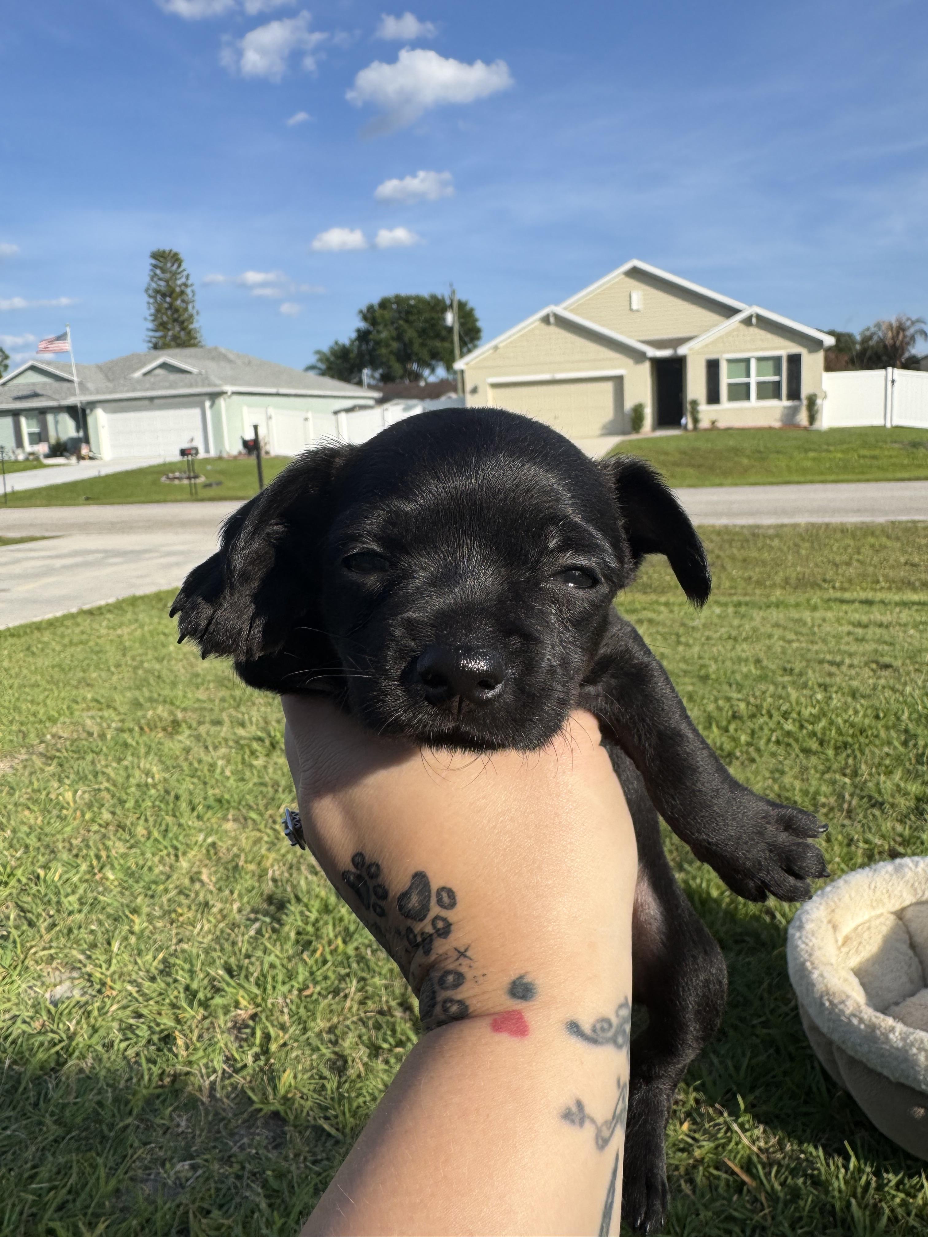 Enlarge Colada, a Adoptable mixed breed in Port Saint Lucie, FL image 4/6