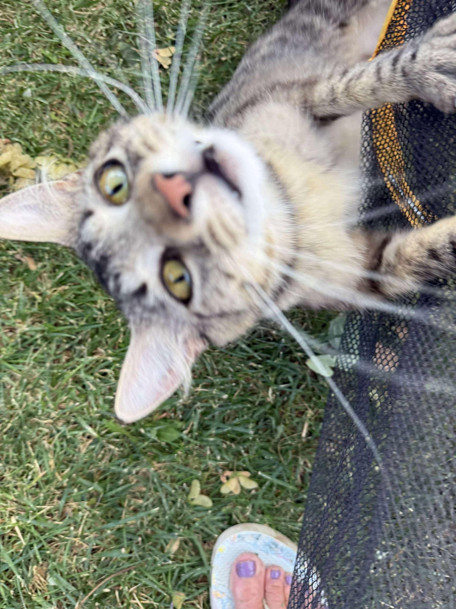 Lily, Adoptable, Young Female Tabby & Tiger.